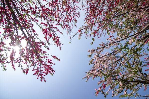 Cherry Blossom Season.