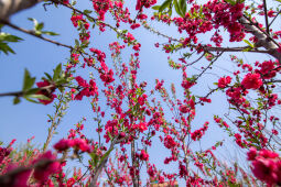 Cherry Blossom Season.