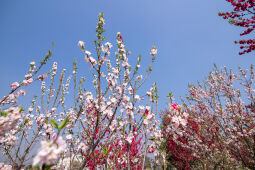 Cherry Blossom Season.