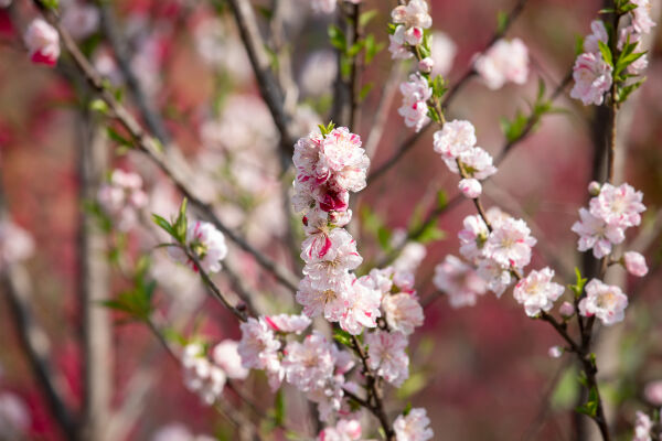 Cherry Blossom Season.