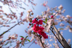 Cherry Blossom Season.