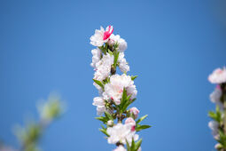 Cherry Blossom Season.