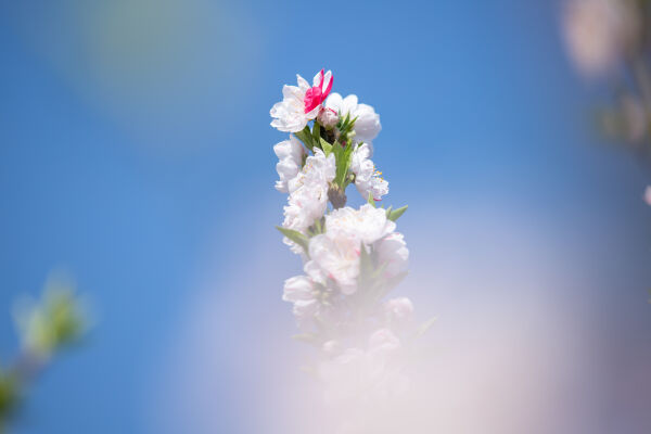 Cherry Blossom Season.