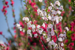 Cherry Blossom Season.