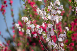 Cherry Blossom Season.