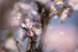 Cherry Blossom Season.