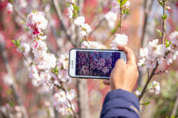 Cherry Blossom Season.