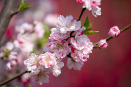 Cherry Blossom Season.