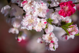 Cherry Blossom Season.