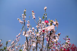 Cherry Blossom Season.