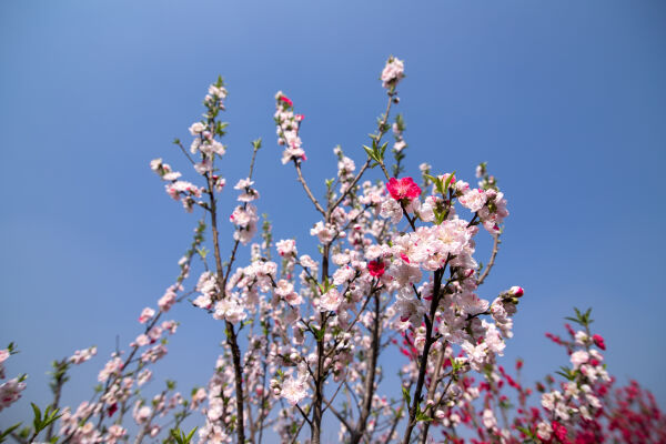 Cherry Blossom Season.