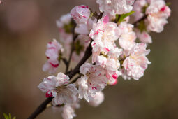 Cherry Blossom Season.