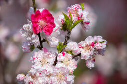 Cherry Blossom Season.