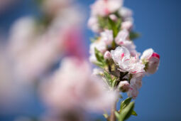 Cherry Blossom Season.