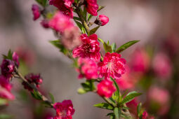 Cherry Blossom Season.