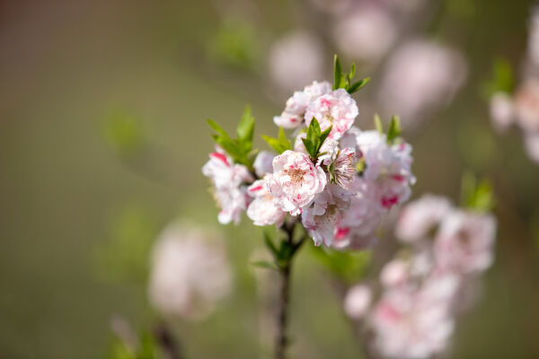 Cherry Blossom Season.