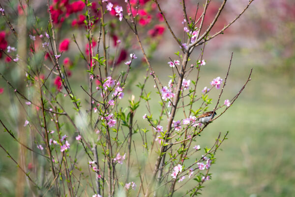 Cherry Blossom Season.