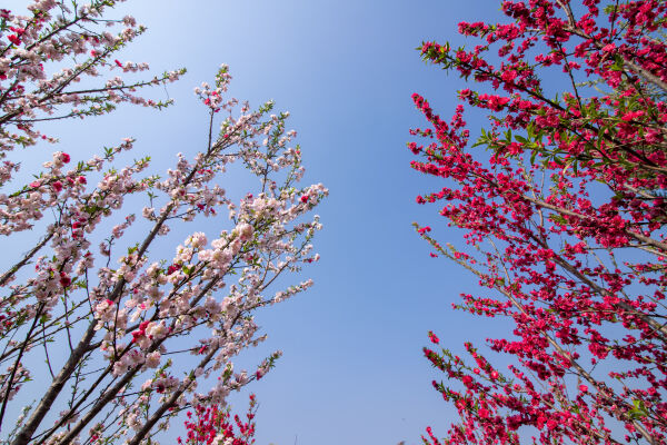 Cherry Blossom Season.