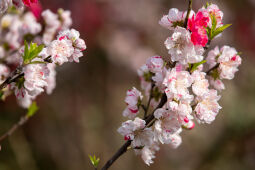 Cherry Blossom Season.