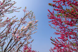 Cherry Blossom Season.