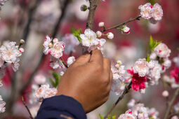 Cherry Blossom Season.