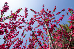 Cherry Blossom Season.