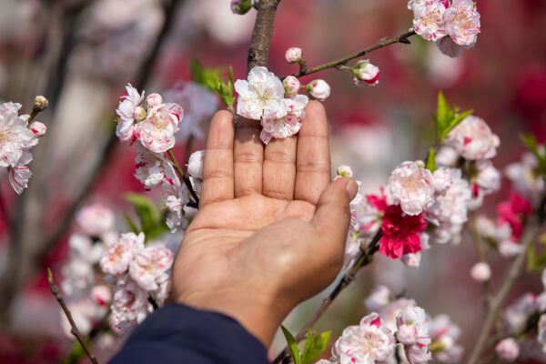 Cherry Blossom Season.