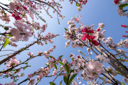 Cherry Blossom Season.