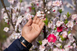 Cherry Blossom Season.