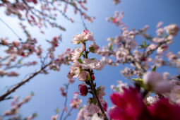 Cherry Blossom Season.