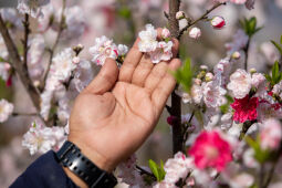 Cherry Blossom Season.