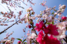 Cherry Blossom Season.