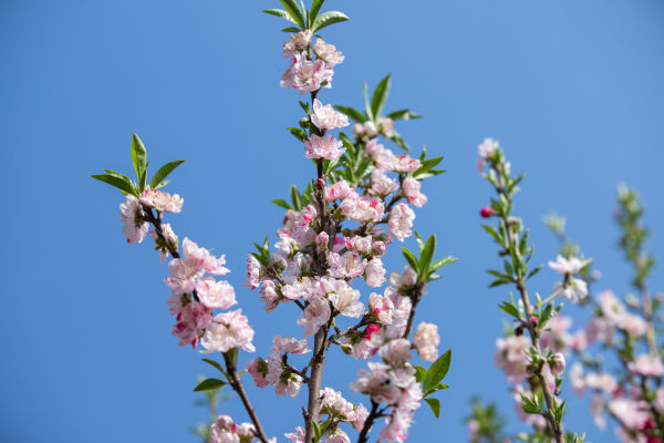 Cherry Blossom Season.