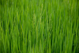 Rice plant.