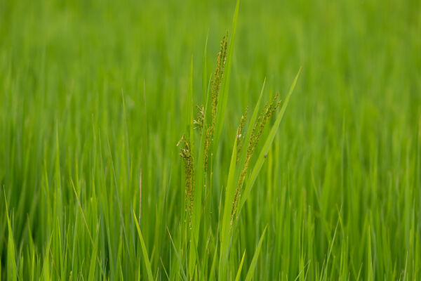 Rice plant.