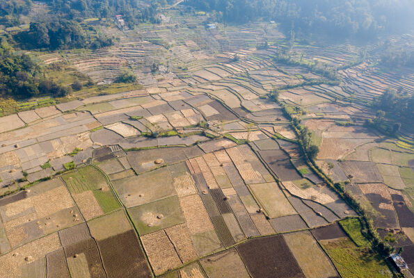 Rice Field Aerial Shot.