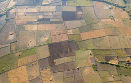 Rice Field Aerial Shot.