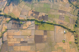 Rice Field Aerial Shot.