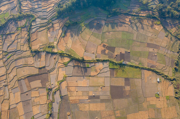 Rice Field Aerial Shot.