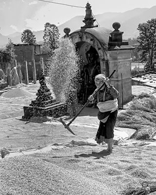 a Local woman drying ‘Dhan’, Bhaktapur