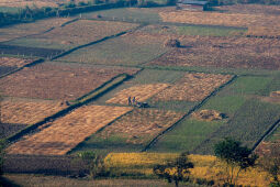 Rice Harvest Season.