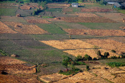 Rice Harvest Season.