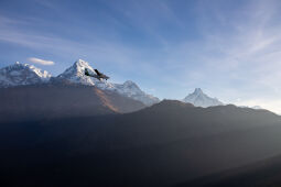 Mountain Flight.