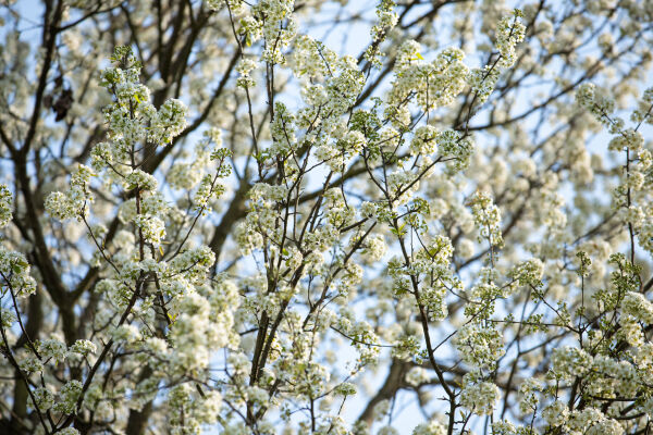 Cherry Blossom Season.