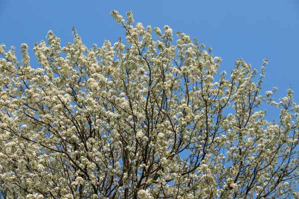 Cherry Blossom Season.