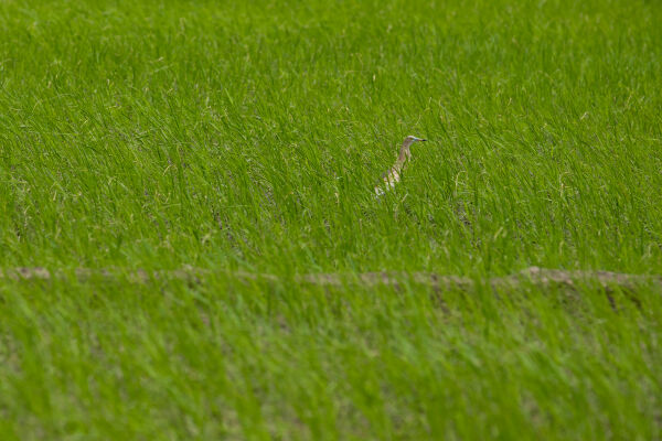 Crane in the middle of rice plant.
