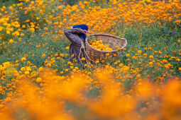 Flower picking season.