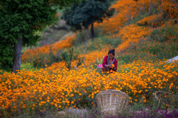 Flower picking season.