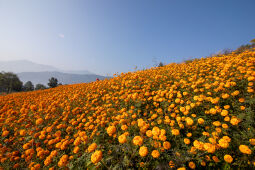 Flower picking season.