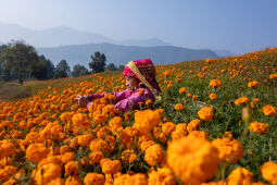 Flower picking season.